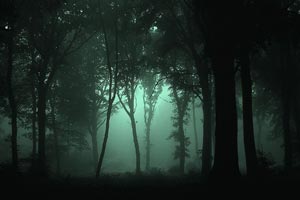 new sound forest night